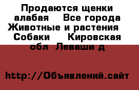 Продаются щенки алабая  - Все города Животные и растения » Собаки   . Кировская обл.,Леваши д.